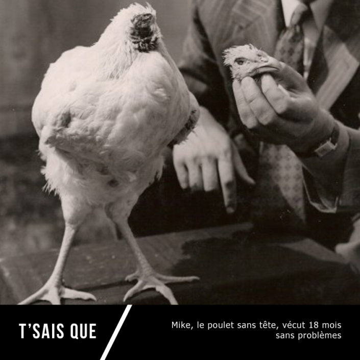 tsais-que-mia-rozenbaum-headless-chicken